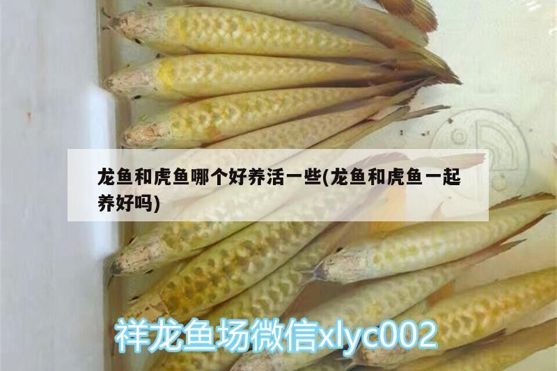 鸚鵡魚 龍魚和虎魚哪個好養活一些(龍魚和虎魚一起養好嗎) 虎魚百科 龍魚和虎魚哪個好養活一些(龍魚和虎魚一起養好嗎) 龍魚和虎魚哪個好養活一些(龍魚和虎魚一起養好嗎) 虎魚百科