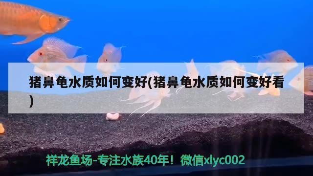 豬鼻龜水質如何變好(豬鼻龜水質如何變好看)
