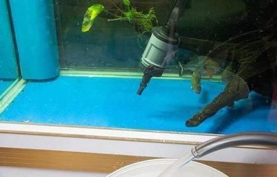 大魚(yú)缸換水怎么加熱的：給大魚(yú)缸換水時(shí)加熱棒是一種常見(jiàn)的加熱方法