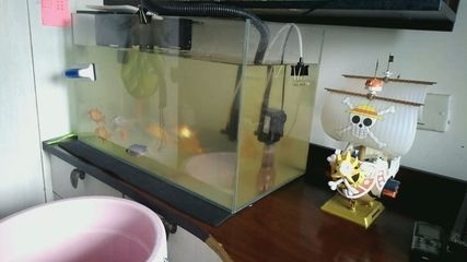 大魚缸換水怎么加熱的：給大魚缸換水時加熱棒是一種常見的加熱方法