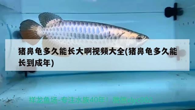 豬鼻龜多久能長大啊視頻大全(豬鼻龜多久能長到成年)