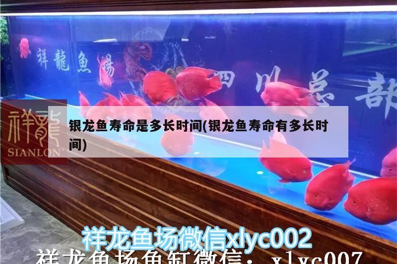 銀龍魚壽命是多長時間(銀龍魚壽命有多長時間)