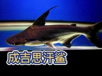 龍魚變白了怎么回事vs祥龍魚場(chǎng)：祥龍魚場(chǎng)的龍魚品種，龍魚變白的常見原因 龍魚變白了怎么回事vs祥龍魚場(chǎng)：祥龍魚場(chǎng)的龍魚品種，龍魚變白的常見原因 vs祥龍魚場(chǎng) 第2張