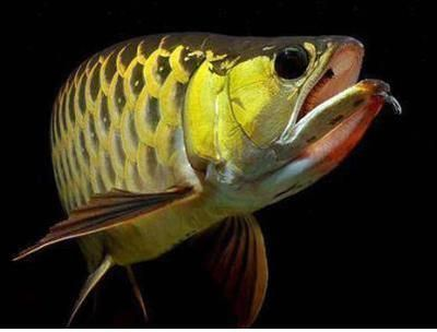龍魚變白了怎么回事vs祥龍魚場(chǎng)：祥龍魚場(chǎng)的龍魚品種，龍魚變白的常見原因 龍魚變白了怎么回事vs祥龍魚場(chǎng)：祥龍魚場(chǎng)的龍魚品種，龍魚變白的常見原因 vs祥龍魚場(chǎng) 第4張