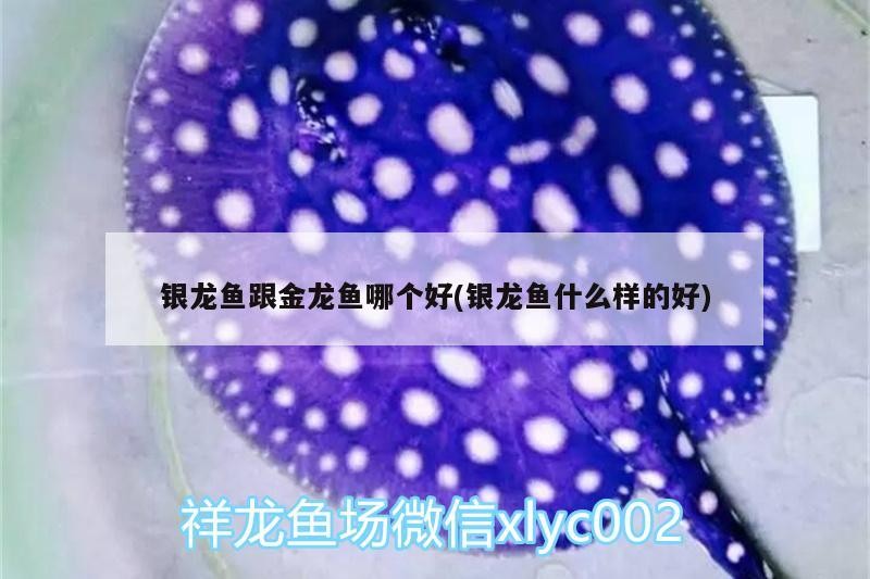 銀龍魚跟金龍魚哪個好(銀龍魚什么樣的好)