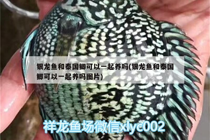 銀龍魚和泰國鯽可以一起養嗎(銀龍魚和泰國鯽可以一起養嗎圖片)
