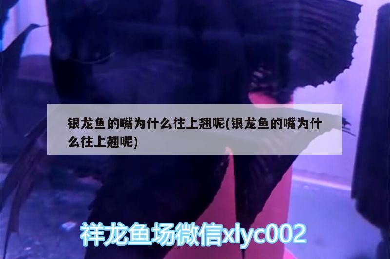 銀龍魚的嘴為什么往上翹呢(銀龍魚的嘴為什么往上翹呢)