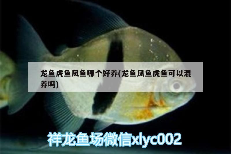 龍魚虎魚鳳魚哪個好養(龍魚鳳魚虎魚可以混養嗎)