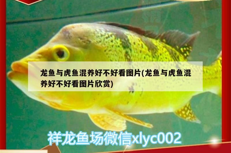 龍魚與虎魚混養好不好看圖片(龍魚與虎魚混養好不好看圖片欣賞)