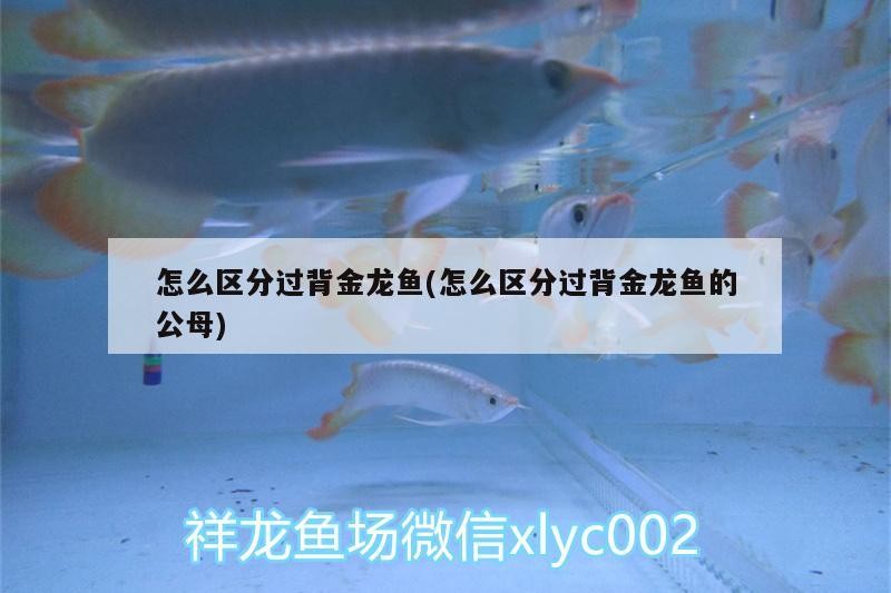怎么區(qū)分過背金龍魚(怎么區(qū)分過背金龍魚的公母)