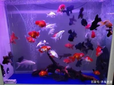 大魚缸觀賞魚怎么養活：大魚缸中養觀賞魚的繁殖習性和最佳繁殖習性和養護建議