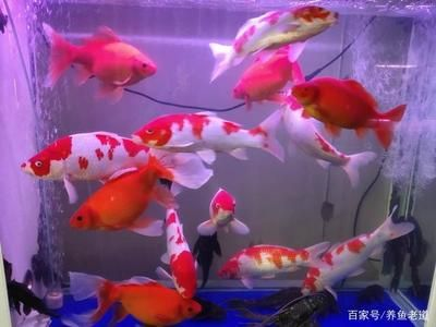 大魚缸觀賞魚怎么養活：大魚缸中養觀賞魚的繁殖習性和最佳繁殖習性和養護建議