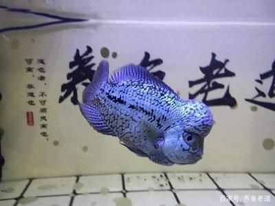 大魚缸觀賞魚怎么養活：大魚缸中養觀賞魚的繁殖習性和最佳繁殖習性和養護建議