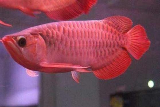 西安港務區紅龍魚價格2688貴嗎？