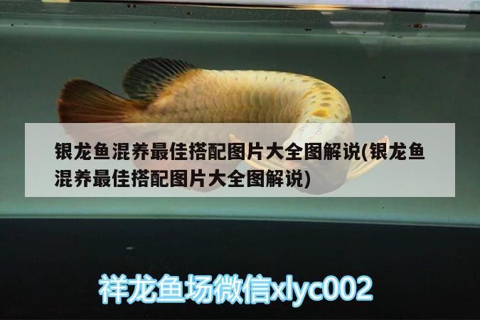 銀龍魚混養最佳搭配圖片大全圖解說(銀龍魚混養最佳搭配圖片大全圖解說)