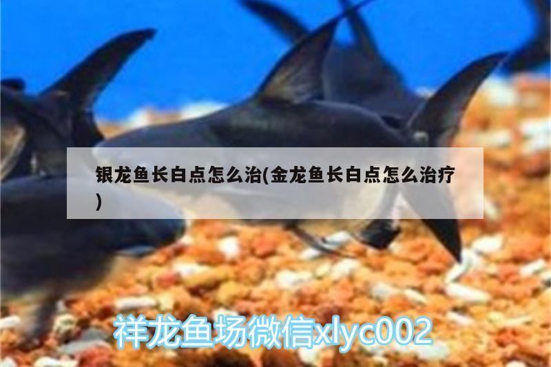 銀龍魚長白點怎么治(金龍魚長白點怎么治療)