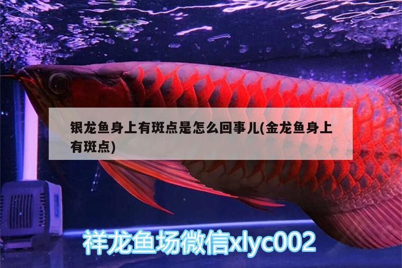 銀龍魚身上有斑點是怎么回事兒(金龍魚身上有斑點)