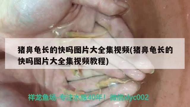 豬鼻龜長(zhǎng)的快嗎圖片大全集視頻(豬鼻龜長(zhǎng)的快嗎圖片大全集視頻教程) 豬鼻龜長(zhǎng)的快嗎圖片大全集視頻(豬鼻龜長(zhǎng)的快嗎圖片大全集視頻教程) 豬鼻龜百科