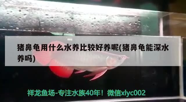 豬鼻龜用什么水養(yǎng)比較好養(yǎng)呢(豬鼻龜能深水養(yǎng)嗎)