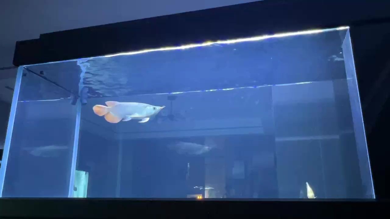 飼料 玻璃魚缸品牌排行榜 魚缸百科 玻璃魚缸品牌排行榜 玻璃魚缸品牌排行榜 魚缸百科