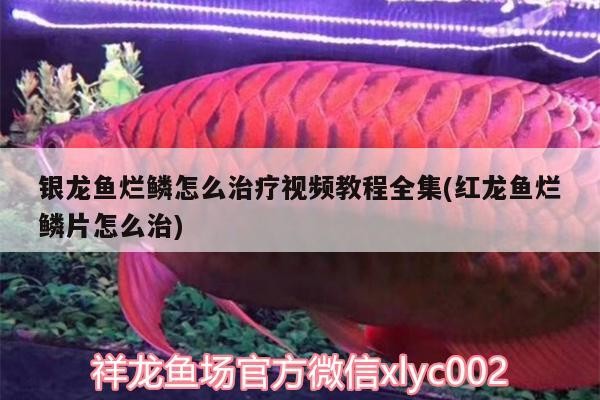 銀龍魚(yú)爛鱗怎么治療視頻教程全集(紅龍魚(yú)爛鱗片怎么治)