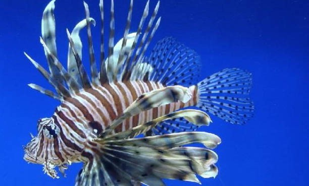 品牌魚缸