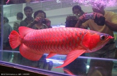 紅龍魚 壁紙：廣州觀賞魚批發(fā)市場紅龍魚壁紙