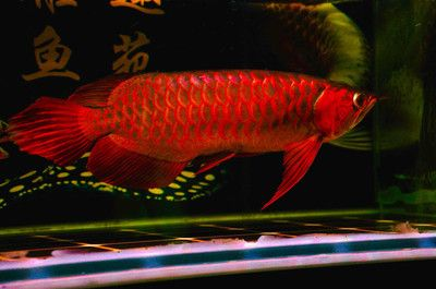 紅龍魚 壁紙：廣州觀賞魚批發(fā)市場紅龍魚壁紙