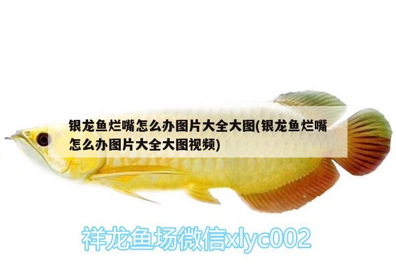 銀龍魚(yú)爛嘴怎么辦圖片大全大圖(銀龍魚(yú)爛嘴怎么辦圖片大全大圖視頻)