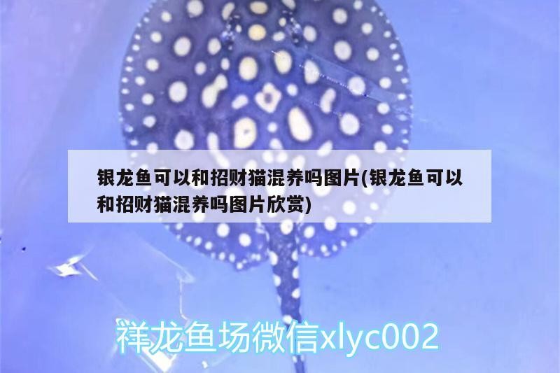 紅龍魚用黃燈烤有用嗎 銀龍魚可以和招財貓混養嗎圖片(銀龍魚可以和招財貓混養嗎圖片欣賞) 銀龍魚百科 銀龍魚可以和招財貓混養嗎圖片(銀龍魚可以和招財貓混養嗎圖片欣賞) 銀龍魚可以和招財貓混養嗎圖片(銀龍魚可以和招財貓混養嗎圖片欣賞) 銀龍魚百科