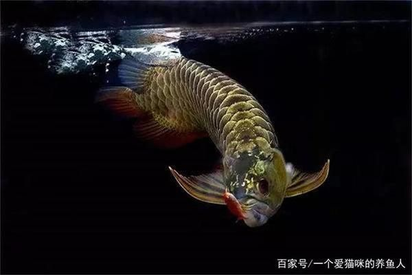 如何養龍魚vs祥龍魚場：祥龍魚場的口碑評價