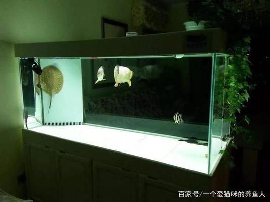 如何養龍魚vs祥龍魚場：祥龍魚場的口碑評價