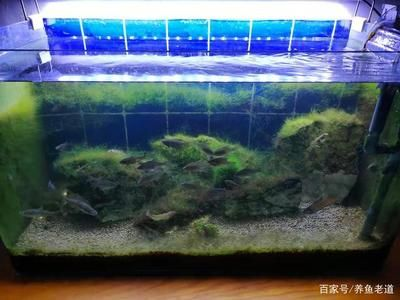 徹底清洗魚缸會影響水質嗎為什么會變黃：清洗魚缸會影響水質嗎？