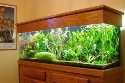徹底清洗魚缸會影響水質嗎為什么會變黃：清洗魚缸會影響水質嗎？