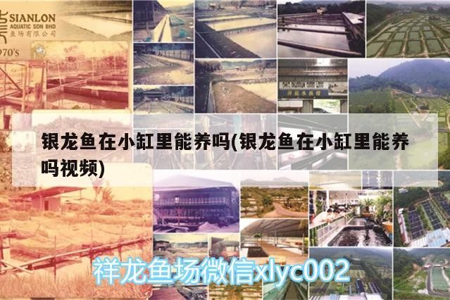 銀龍魚在小缸里能養嗎(銀龍魚在小缸里能養嗎視頻)