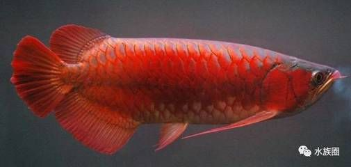 野生血紅龍魚能長多大：野生血紅龍魚在自然條件下具有很大的生長潛力和飼養方法
