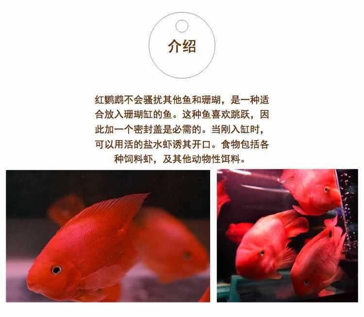 野生血紅龍魚能長多大：野生血紅龍魚在自然條件下具有很大的生長潛力和飼養方法