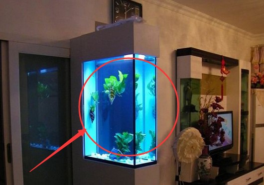 海寧市長安鎮躍洋水族館（海寧長安水悅堂足道） 海寧市長安鎮躍洋水族館（海寧長安水悅堂足道） 全國水族館企業名錄 第2張