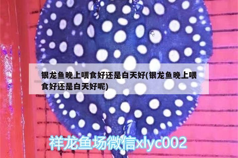 銀龍魚(yú)晚上喂食好還是白天好(銀龍魚(yú)晚上喂食好還是白天好呢)