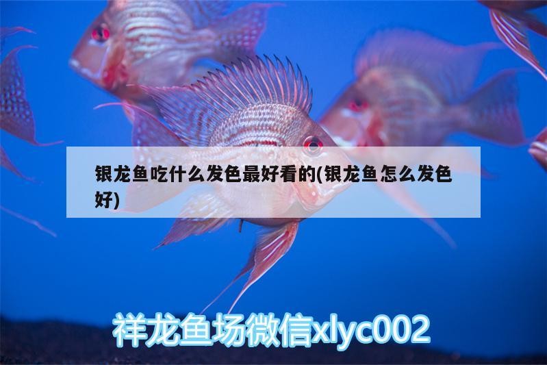 銀龍魚吃什么發色最好看的(銀龍魚怎么發色好)