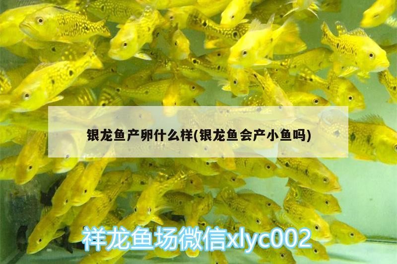 銀龍魚產卵什么樣(銀龍魚會產小魚嗎)