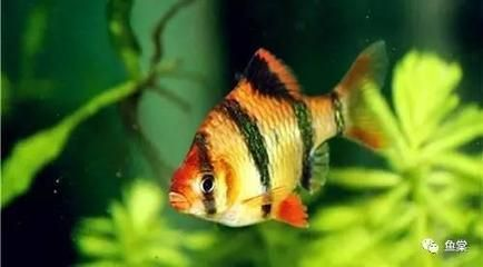 虎皮魚魚缸造景需要注意的幾點：虎皮魚的飼養(yǎng)技巧 虎皮魚魚缸造景需要注意的幾點：虎皮魚的飼養(yǎng)技巧 虎魚百科 第2張