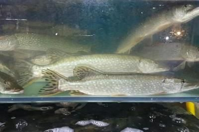 龍魚好不好養？，龍魚的飼養難度主要體現在哪些方面