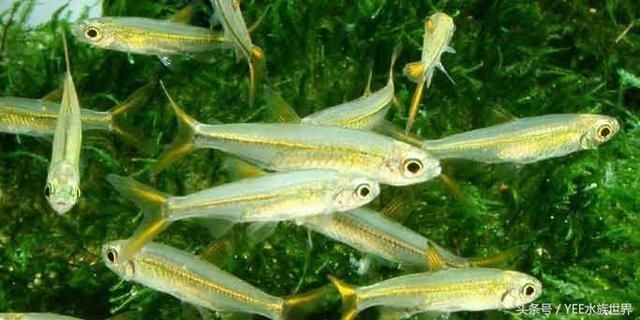 金龍魚活餌料營養(yǎng)價值分析：金龍魚活餌料與人工飼料對比