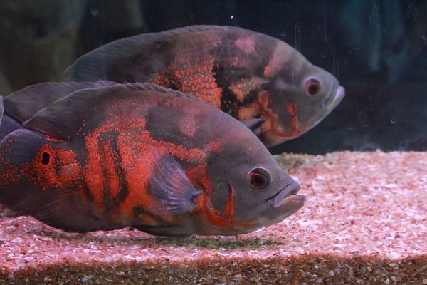 魚缸的小魚苗怎么養(yǎng)殖的