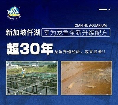 養(yǎng)龍魚ph高怎么辦vs祥龍魚場：養(yǎng)龍魚的水質(zhì)ph值過高對健康產(chǎn)生不利影響 養(yǎng)龍魚ph高怎么辦vs祥龍魚場：養(yǎng)龍魚的水質(zhì)ph值過高對健康產(chǎn)生不利影響 vs祥龍魚場 第1張