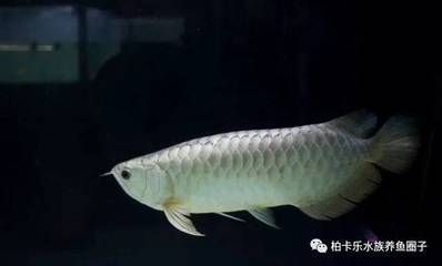 養(yǎng)龍魚ph高怎么辦vs祥龍魚場：養(yǎng)龍魚的水質(zhì)ph值過高對健康產(chǎn)生不利影響 養(yǎng)龍魚ph高怎么辦vs祥龍魚場：養(yǎng)龍魚的水質(zhì)ph值過高對健康產(chǎn)生不利影響 vs祥龍魚場 第4張