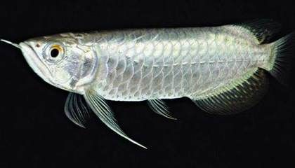 白金河虎魚是一種生活在南美亞馬遜河流域的大型猛魚：白金河虎魚是一種具有極高觀賞價值和經濟價值的大型淡水猛魚
