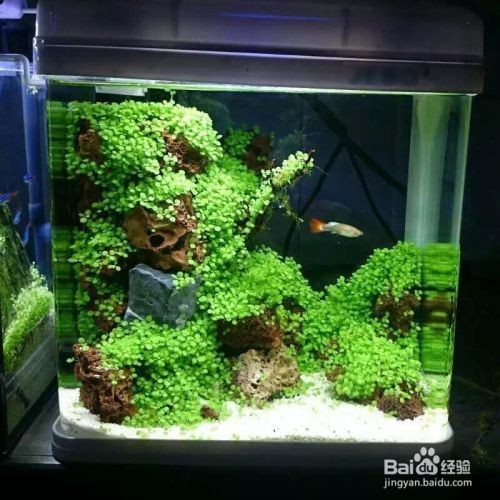 大魚缸水草修剪技巧和方法：大魚缸水草修剪水草修剪的基本技巧和技巧和方法和方法