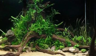大魚缸水草修剪技巧和方法：大魚缸水草修剪水草修剪的基本技巧和技巧和方法和方法